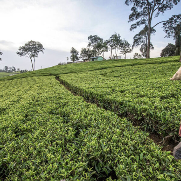 Exploring the interconnection of regenerative farming & sustainable energy: how to unlock their maximised potential
